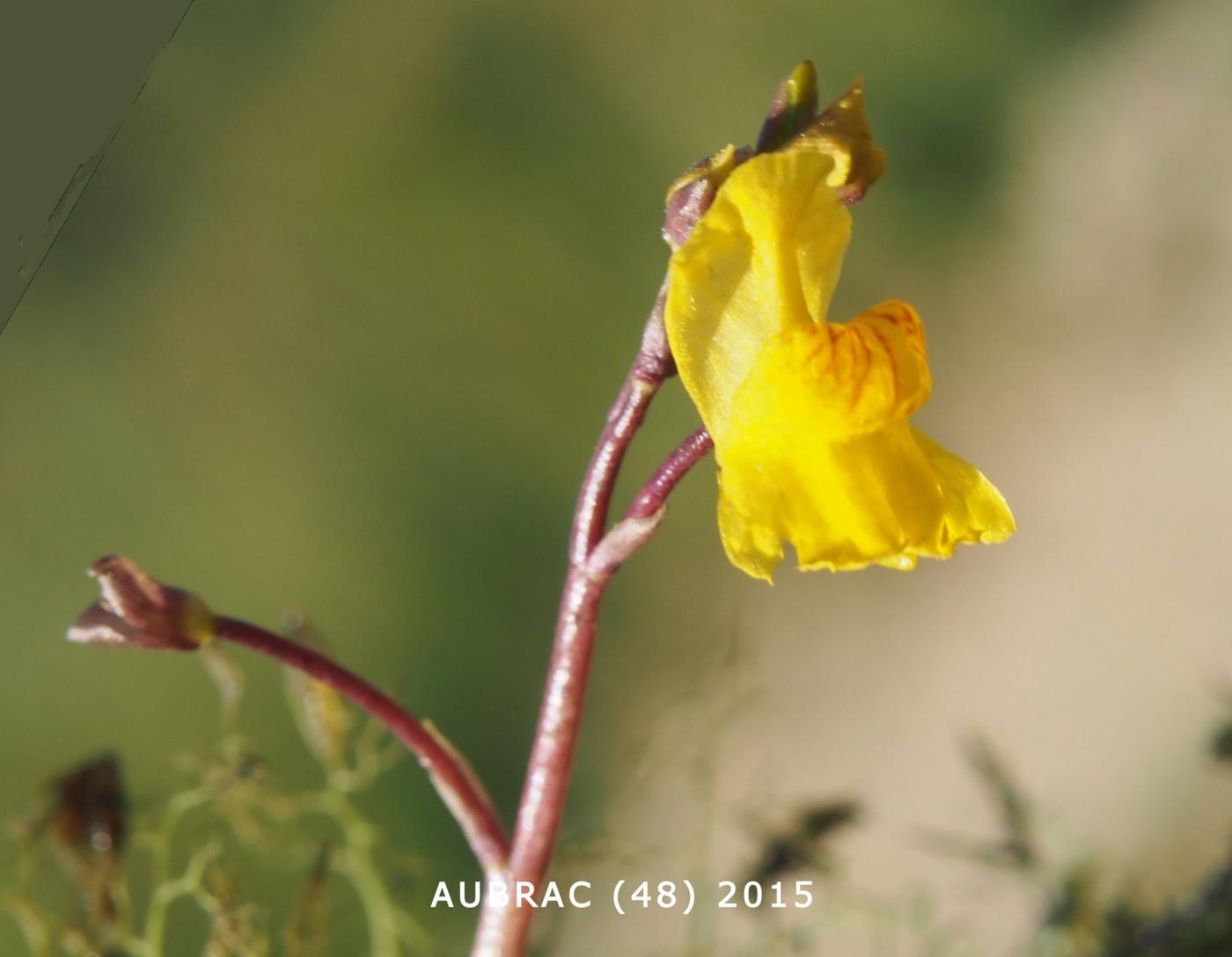Bladderwort, Greater flower